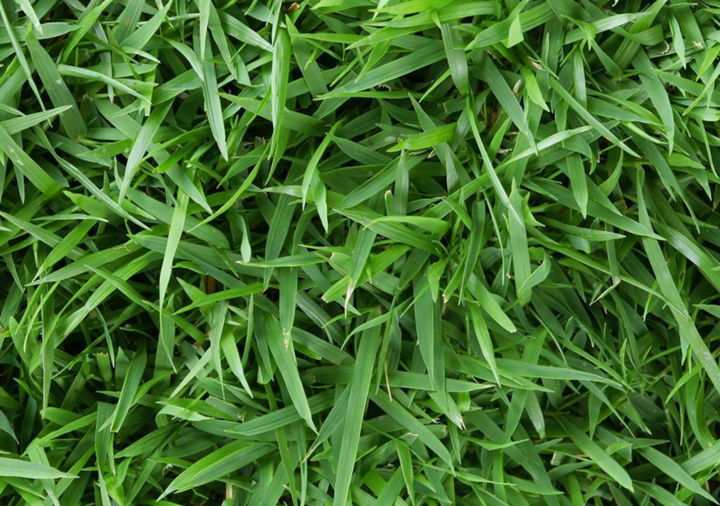 St. Augustine Grass Plug Tray Pre-Order