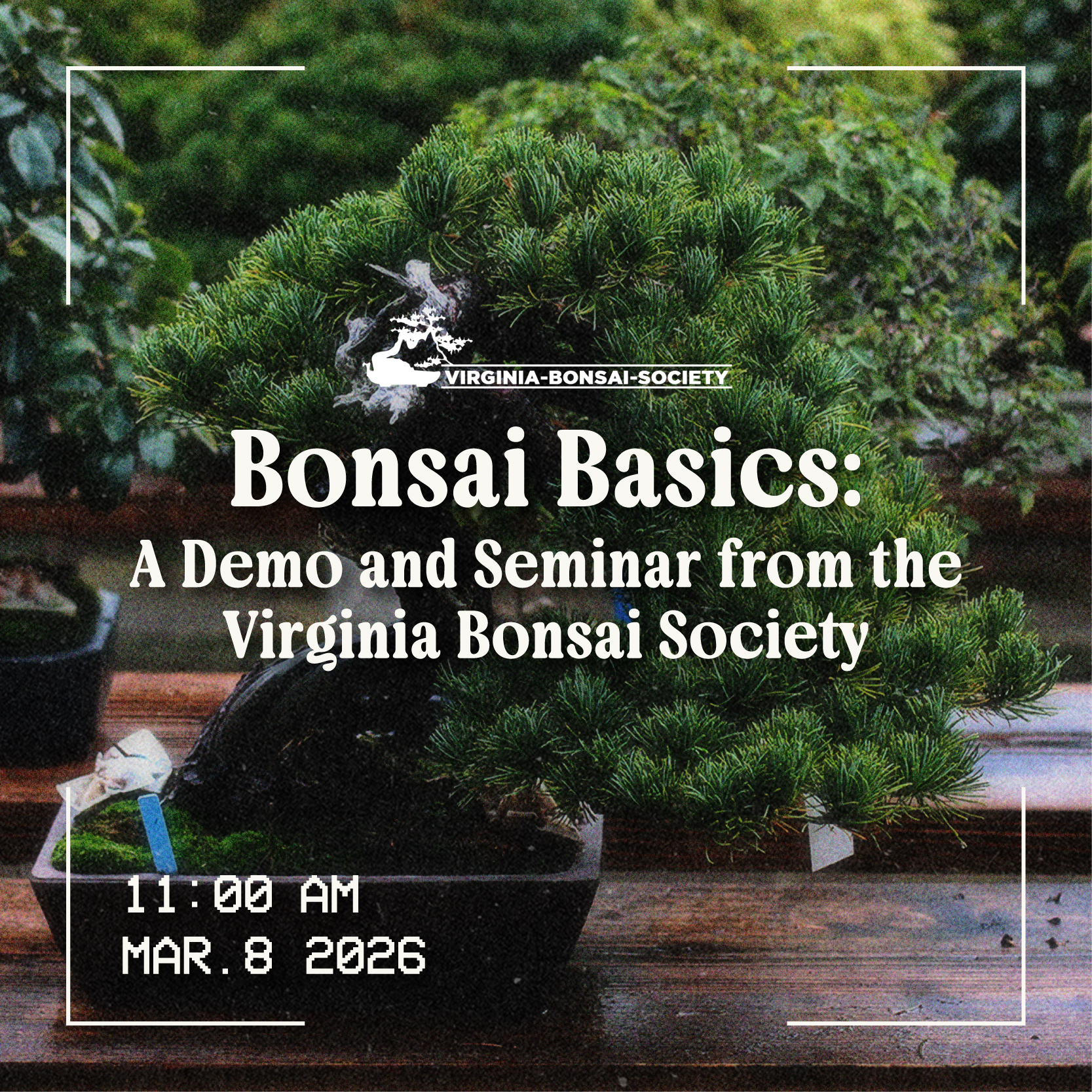   Bonsai Basics: A Demo and Seminar with the Virginia Bonsai Society