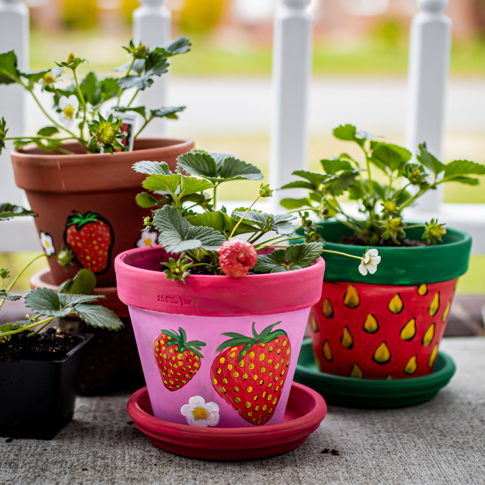 Strawberry Plant & Paint Workshop for Kids